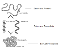 Estrutura Primaria Secundaria Terciaria E Quaternária Das Proteinas