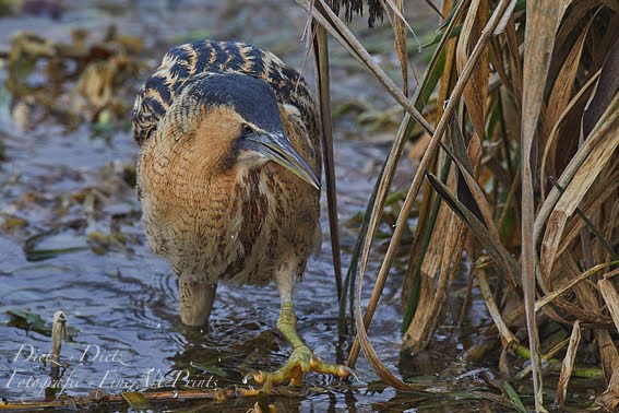 Rohrdommel (Botaurus stellaris)