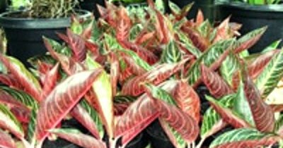 Budidaya Tanaman Aglaonema  Tanaman Hias dan Permasalahannya