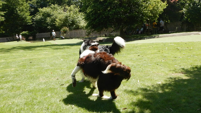 保護犬 ボーダーコリー トーマ 小谷流の里ドギーズアイランド