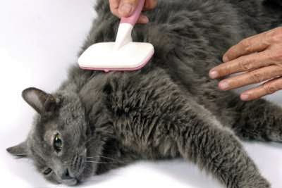 Cara Merawat Kucing Supaya Bulunya Tidak Berbahaya