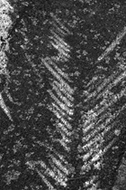 shadows - palm leaf BW