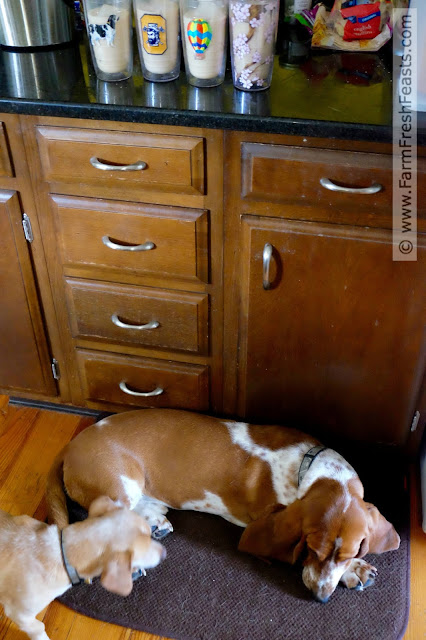 photo of 2 dogs curled up on a kitchen rug 