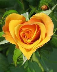 Hd Images Of Yellow Rose 9