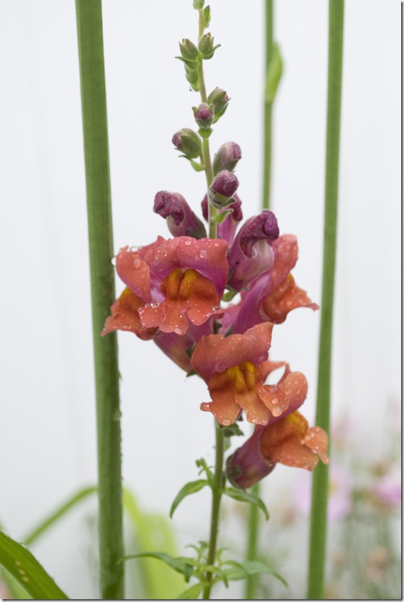 Mystery Flower 1