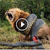 Giant Anaconda Snake Attacks Lion In 29 Minutes Real Fight!!! 