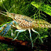 Procambarus sp (Marble Crayfish, Marmor Krebse)
