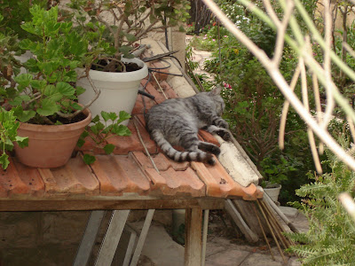 Kitty on the tiles