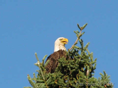 Eagle at the cemetery