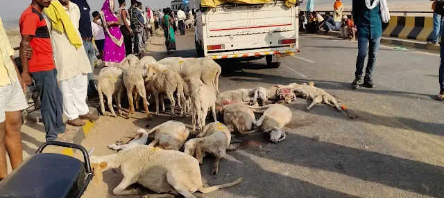 पिकअप वैन ने भेड़ों के झुंड को कुचला, दो दर्जनों की मौत, 20 घायल