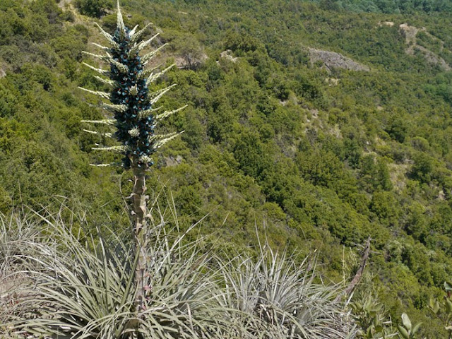 Puya alpestris