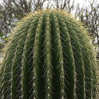 Saguaro Cactus