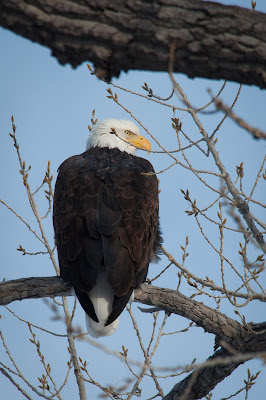 TrailMark Bald Eagle