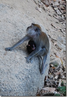 Babymky +Monkey