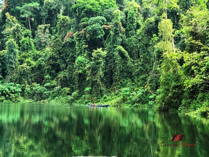 Discover the Beauty of Royal Belum State Park Rainforest