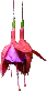 flower-hanging-purple-red-transparent-0200-10052