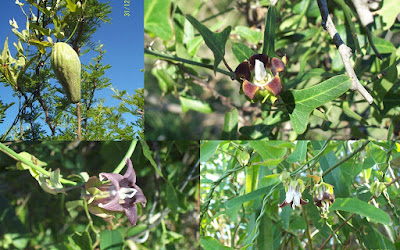 Tasi morado (Araujia megapotamica)