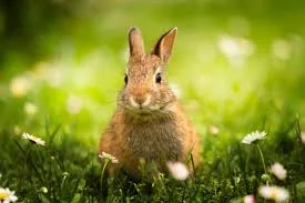 rabbit on grass