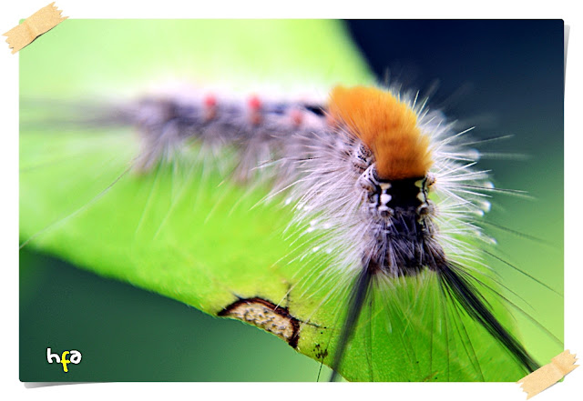 ulat bulu (caterpillars) bermacam jenisnya dan banyak yang beracun atau menyebabkan gatal bila tersentuh kulit