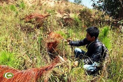 Thương lái Trung Quốc tàn sát cây quý Việt Nam