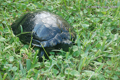 Macho melánico de Trachemys