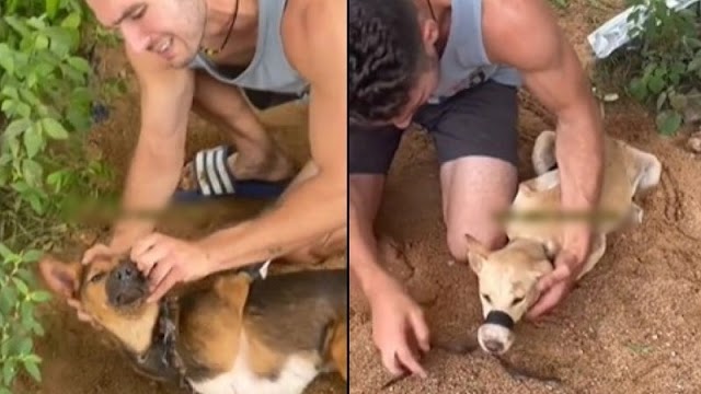 Cachorros são encontrados com patas e focinho amarrados por fita adesiva; veja vídeo