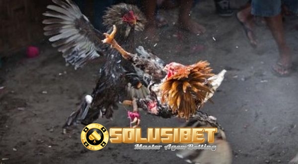 sabung ayam online