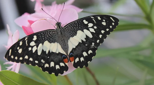 Metamorfosis Kupu Papilio Demoleus 