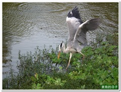 20101109_153732_006_DaAnPark