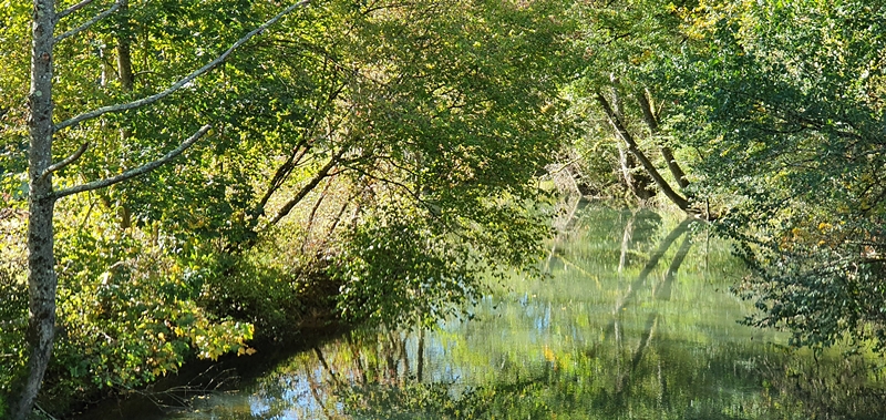 Eau et arbres