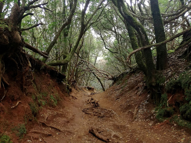 Bosque de Anaga Tenerife, Barranco, Bosque de los sentidos