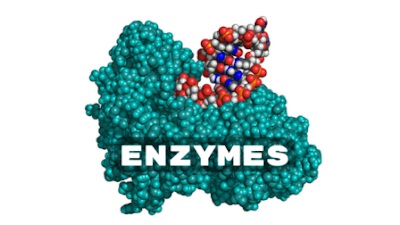 Enzim (Pengertian, Jenis, Aktivitas, Pemurnian dan Aplikasinya)