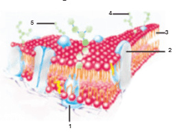 protein-perifer-protein-integral.png