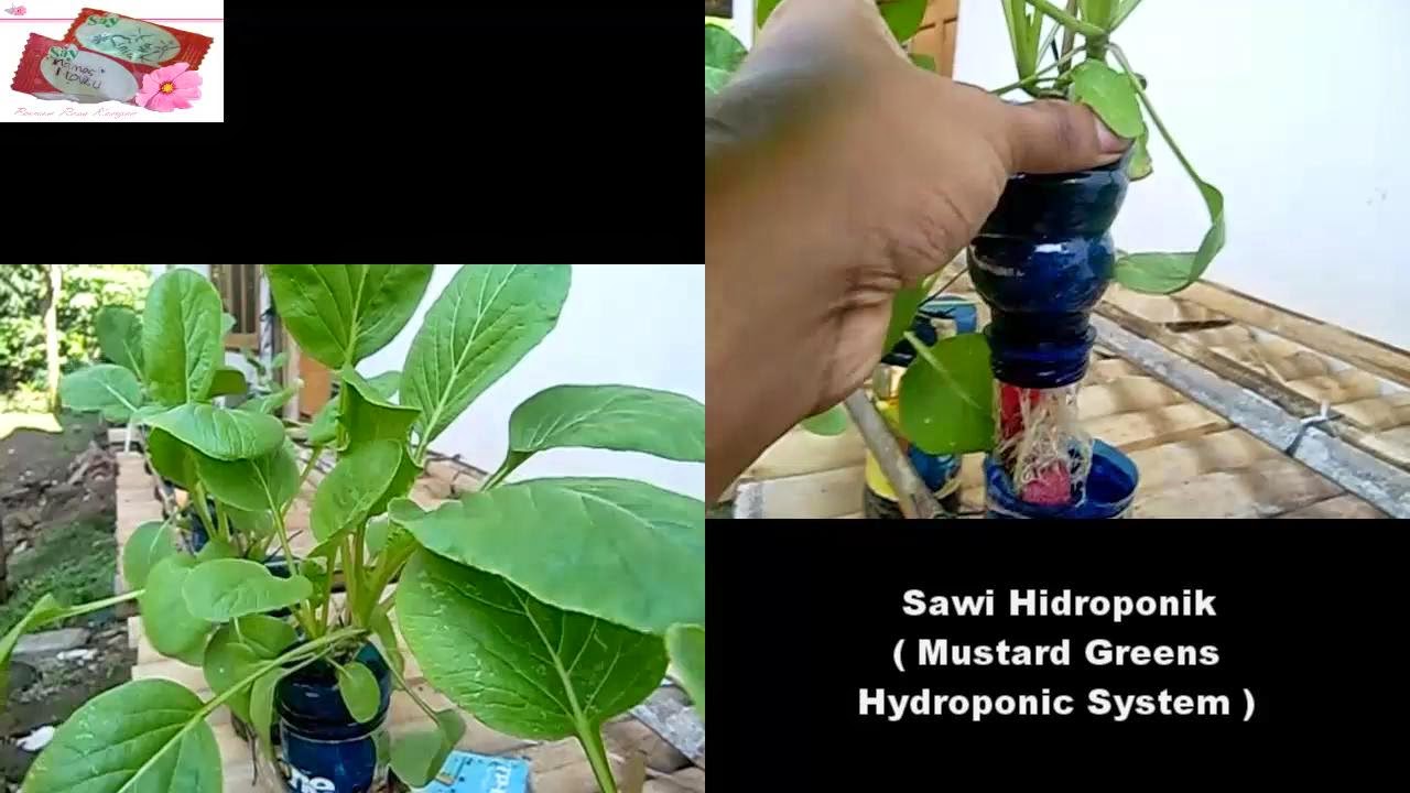  Video Sawi Hidroponik