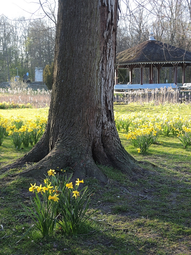 Antwerpen: de Magnoliaroute in het Rivierenhof