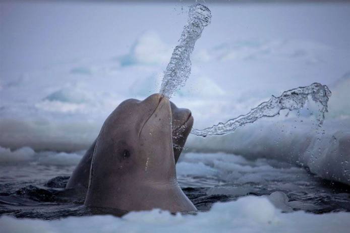 Foto Pemenang National Geographic Contest 2010