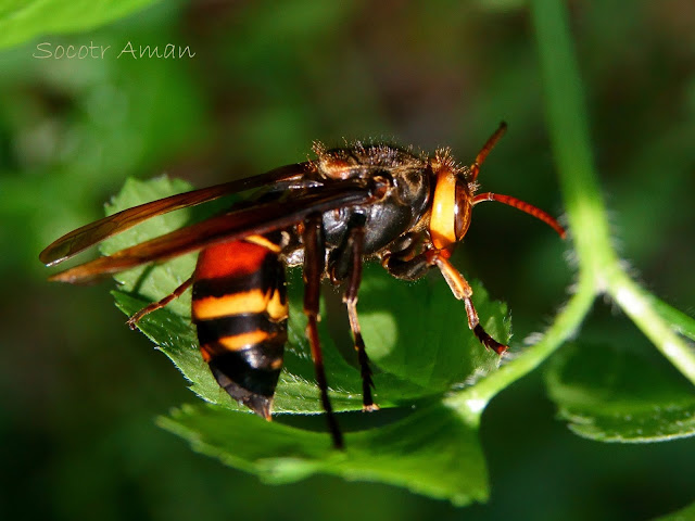 Vespa mandarinia