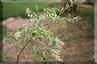 Planta de Lawsonia alba Lam. (Lawsonia inermis L.)