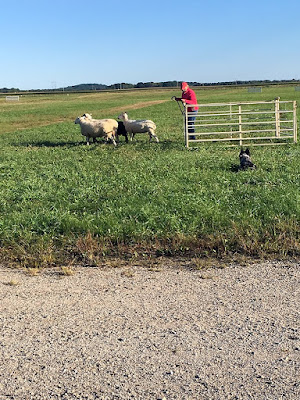 Four sheep in a small group, being released from a small white-barred pen by a red-jacketed shepherd, while a black-brindle border collie watches from the grass nearer the photographer.