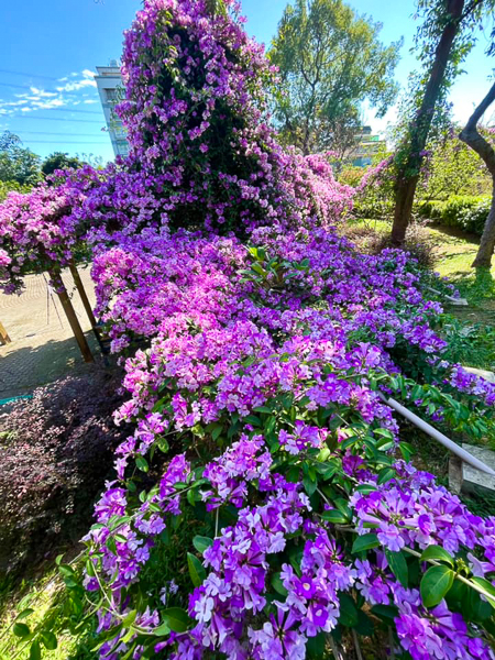 新北鶯歌永吉公園蒜香藤盛開，粉紫色花瀑隧道成為公園內一大亮點