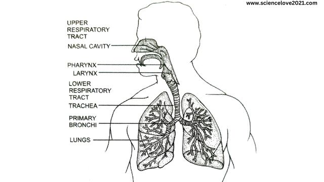 मनुष्य का श्वसन तंत्र (Respiratory System of Man)|hindi