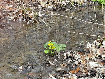 marsh marigold, Caltha palustris marsh marigold, Caltha palustris