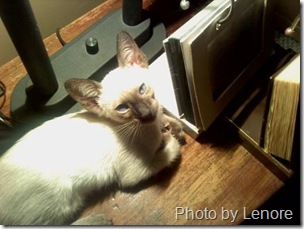 siamese cat blue on the end table