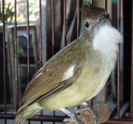 TIPS CARA MERAWAT BURUNG CUCAK JENGGOT AGAR RAJIN BERKICAU LINCAH DAN GACOR SERTA BANYAK VARIASI KICAUANNYA DAN SIAP JADI JAWARA TIPS CARA MERAWAT BURUNG CUCAK JENGGOT AGAR RAJIN BERKICAU LINCAH DAN GACOR SERTA BANYAK VARIASI KICAUANNYA DAN SIAP JADI JAWARA