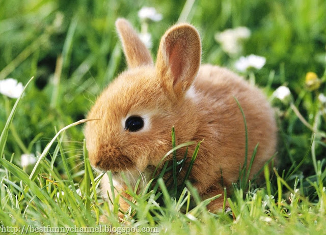 Red little bunny. 