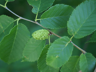 Bouleau jaune - Betula alleghaniensis