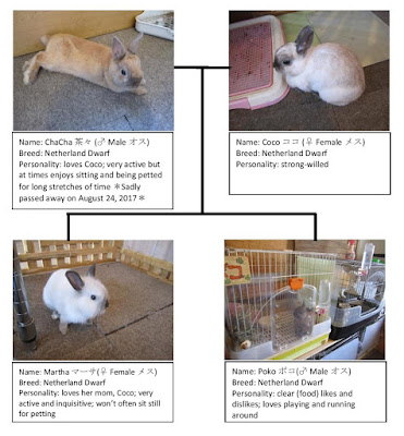 Towada Bunny Rabbit Cafe Usa Cafe Lovelies Rabbit Introductions 十和田市うさぎカフェ　うさカフェラヴリーズ うさぎ紹介