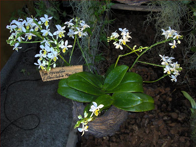 Phalaenopsis equestris var flavilabia, orchidea specie botanica, gruppo di piante fiorite