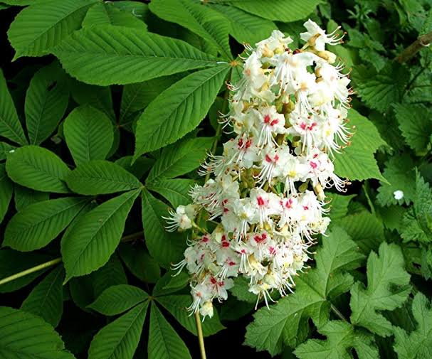 Homoeopathic Gem : Aesculus Hippocastanum