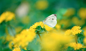 Butterfly Wallpaper